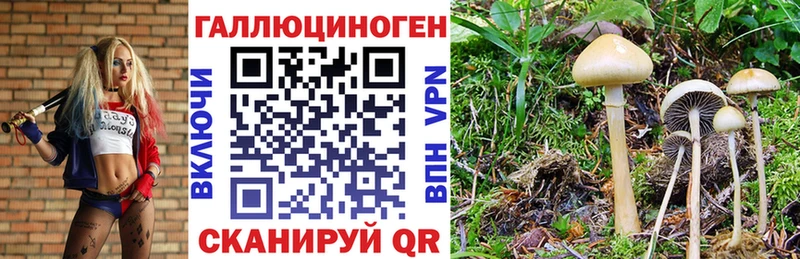 где найти наркотики  Новосокольники  Галлюциногенные грибы Psilocybe 